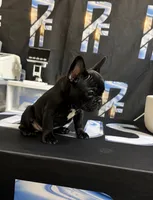 AKC tiny French bulldog , a female French Bulldog for sale in Marengo, IL – 7 of 8