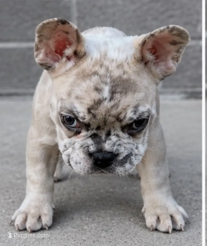 Tiny Merle boy  – French Bulldog puppy for sale in Marengo, IL