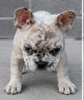 Tiny Merle boy , a male French Bulldog for sale in Marengo, IL – 1 of 3