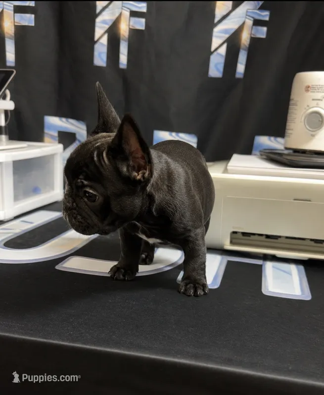 Tiny girl French bulldog  – French Bulldog puppy for sale in Marengo, IL