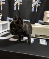 AKC tiny French bulldog , a female French Bulldog for sale in Marengo, IL – 6 of 8