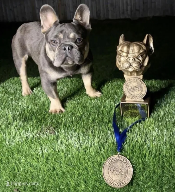 Akc compact french bulldog , a female French Bulldog for sale in Marengo, IL – Photo 1 of 2