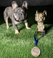 Akc compact french bulldog , a female French Bulldog for sale in Marengo, IL – Photo 1 of 2