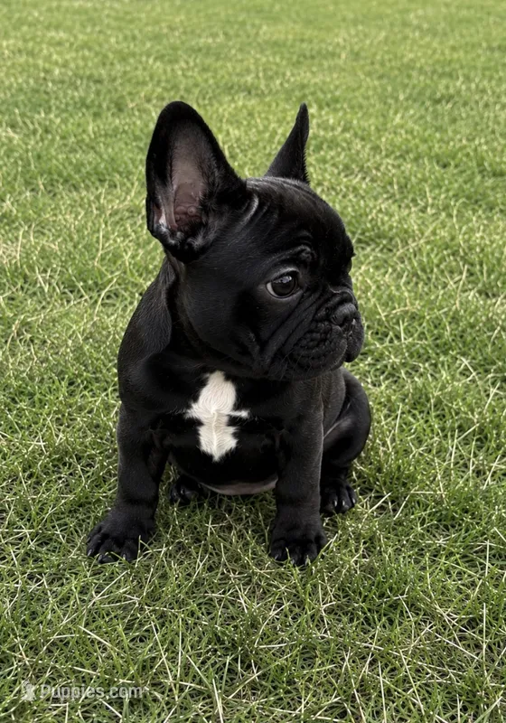 AKC tiny French bulldog  – French Bulldog puppy for sale in Elgin, IL