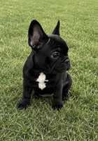 AKC brindle French bulldog , a female French Bulldog for sale in Elgin, IL – 1 of 7