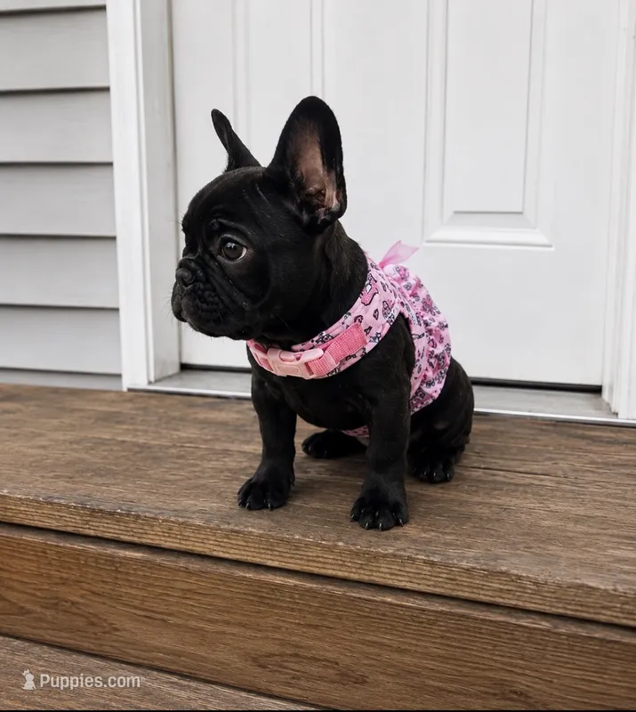 AKC tiny French bulldog  – French Bulldog puppy for sale in Elgin, IL