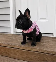AKC tiny French bulldog , a female French Bulldog for sale in Marengo, IL – 2 of 8
