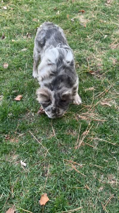 Akc Small female French bulldog, a female French Bulldog for sale in Marengo, IL – 5 of 5