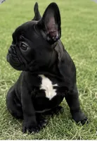 AKC brindle French bulldog , a female French Bulldog for sale in Elgin, IL – 2 of 7