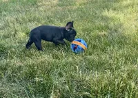 AKC brindle French bulldog , a female French Bulldog for sale in Elgin, IL – 5 of 7