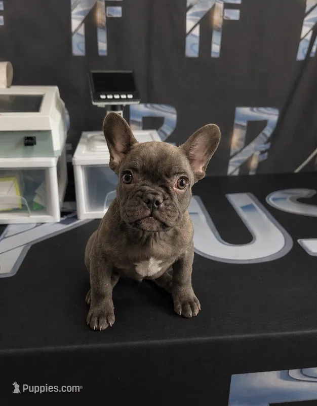 Small compact brindle French bulldog  – French Bulldog puppy for sale in Marengo, IL