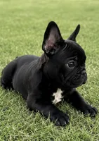 AKC brindle French bulldog , a female French Bulldog for sale in Elgin, IL – 3 of 7