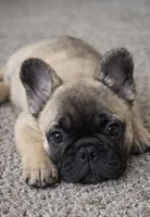 processed/e23315bc-6a1a-496f-9b53-8f7c2c5cab73/listing/ad8a03cc-e7db-4ef6-bdaf-1fe8ddfc29e0/02d0966d-4d24-4ed0-a636-65bbce664cd8