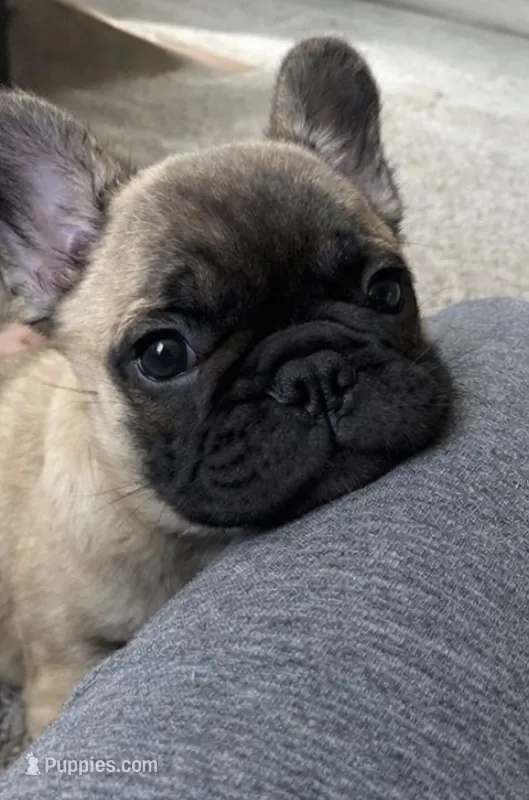 Fluffy French bulldog akc