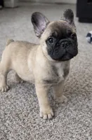 processed/e23315bc-6a1a-496f-9b53-8f7c2c5cab73/listing/ad8a03cc-e7db-4ef6-bdaf-1fe8ddfc29e0/e5dd6edd-e97c-49a9-add9-b46d22de943c