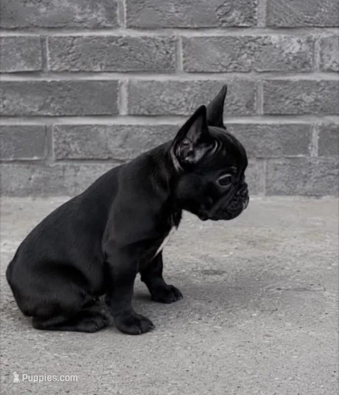 Tiny girl French bulldog  – French Bulldog puppy for sale in Marengo, IL