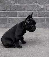 AKC tiny French bulldog , a female French Bulldog for sale in Marengo, IL – 8 of 8