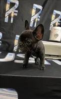 AKC tiny French bulldog , a female French Bulldog for sale in Marengo, IL – 4 of 8
