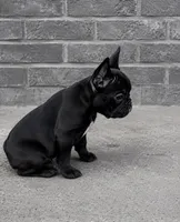 Tiny girl French bulldog , a female French Bulldog for sale in Marengo, IL – 1 of 2