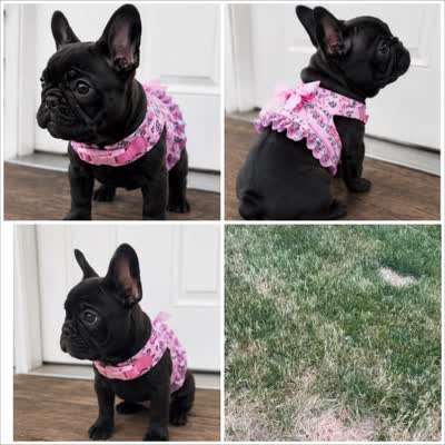 AKC tiny French bulldog , a female French Bulldog for sale in Marengo, IL – 3 of 8