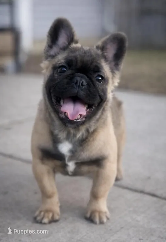 Fluffy sable French bulldog 