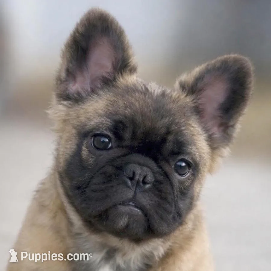 Fluffy sable French bulldog 