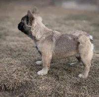 Fluffy sable French bulldog , a male French Bulldog for sale in Marengo, IL – Photo 3 of 5