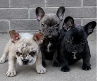Tiny Merle boy , a male French Bulldog for sale in Marengo, IL – 3 of 3