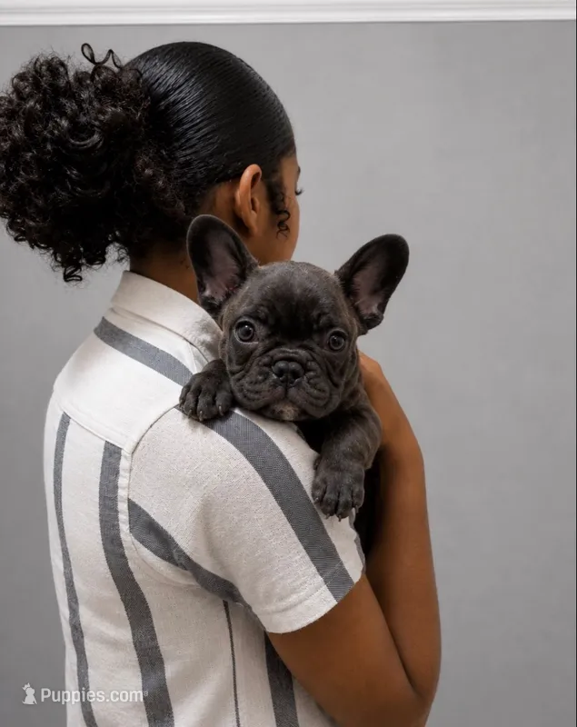 Small compact brindle French bulldog  – French Bulldog puppy for sale in Marengo, IL
