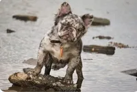 Beautiful fluffy boy for sale, a male French Bulldog for sale in Marengo, IL – Photo 3 of 4