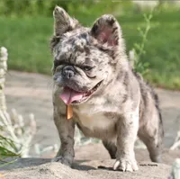 Beautiful fluffy boy for sale, a male French Bulldog for sale in Marengo, IL – Photo 1 of 4