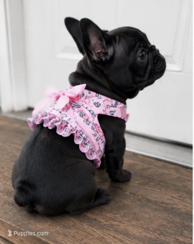 AKC tiny French bulldog  – French Bulldog puppy for sale in Marengo, IL