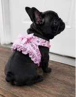 AKC tiny French bulldog , a female French Bulldog for sale in Marengo, IL – 1 of 8