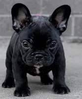 Tiny girl French bulldog , a female French Bulldog for sale in Marengo, IL – 2 of 2