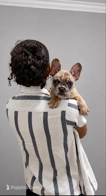 Tiny Merle boy  – French Bulldog puppy for sale in Marengo, IL