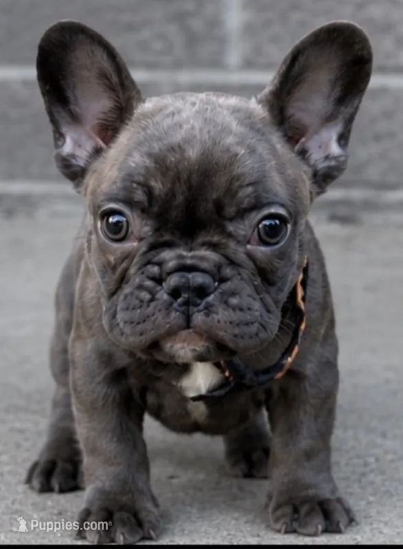 Small compact brindle French bulldog  – French Bulldog puppy for sale in Marengo, IL