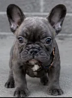 Small compact brindle French bulldog , a male French Bulldog for sale in Marengo, IL – 1 of 2