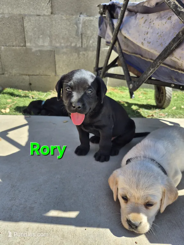 Rory – Labrador Retriever puppy for sale in Oroville, CA