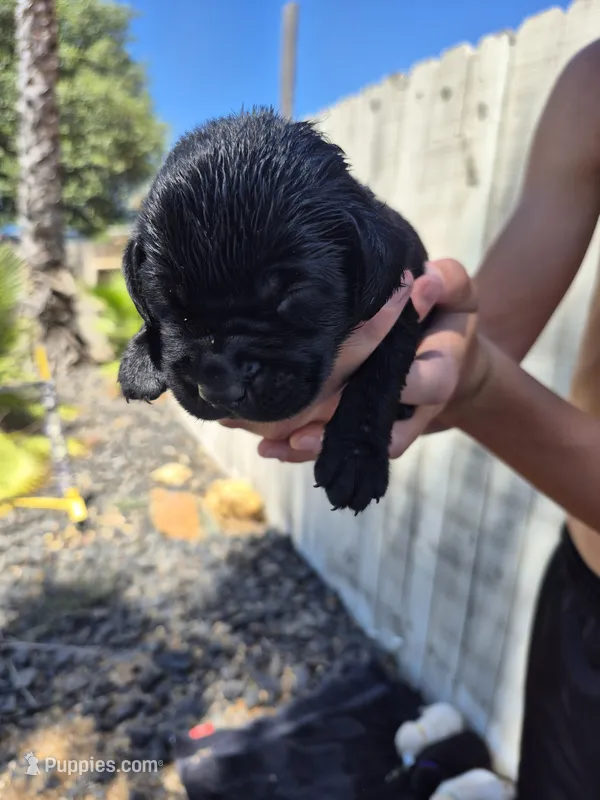 Rory – Labrador Retriever puppy for sale in Oroville, CA