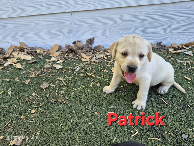 Patrick – Labrador Retriever puppy for sale in Oroville, CA