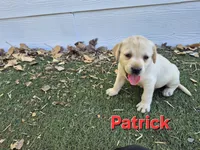 Patrick, a male Labrador Retriever for sale in Oroville, CA – 5 of 8