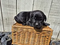 Mochi, a male Labrador Retriever for sale in Oroville, CA – Photo 2 of 2