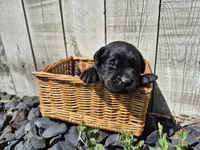 Mochi, a male Labrador Retriever for sale in Oroville, CA – Photo 1 of 2