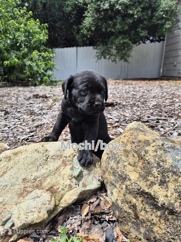Mochi – Labrador Retriever puppy for sale in Oroville, CA
