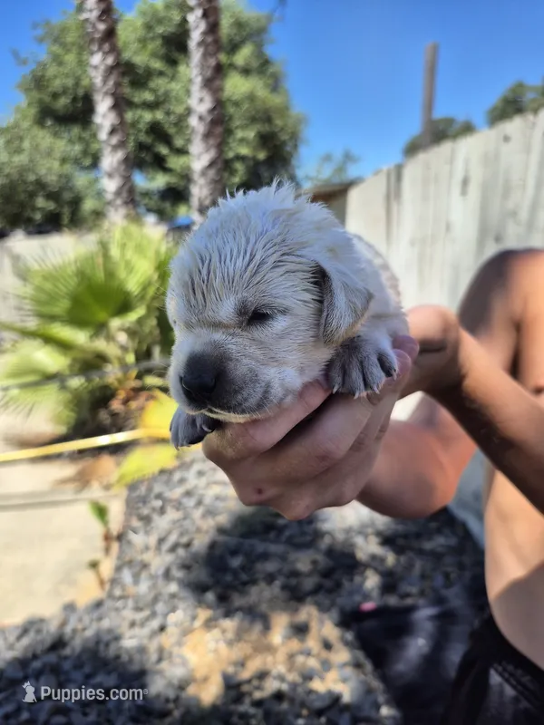 Ronan – Labrador Retriever puppy for sale in Oroville, CA