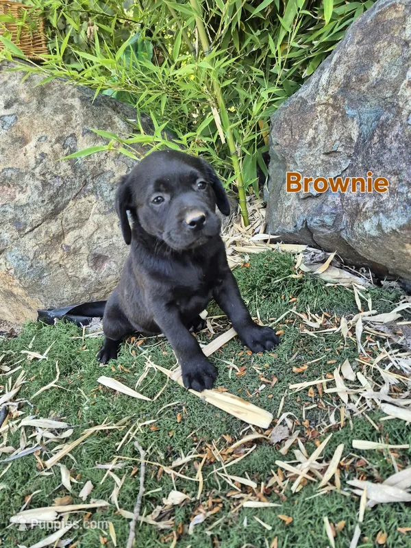 Brownie – Labrador Retriever puppy for sale in Oroville, CA