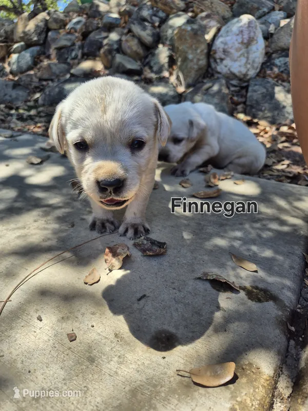 Finnegan – Labrador Retriever puppy for sale in Oroville, CA