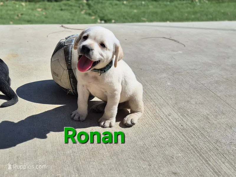 Ronan – Labrador Retriever puppy for sale in Oroville, CA