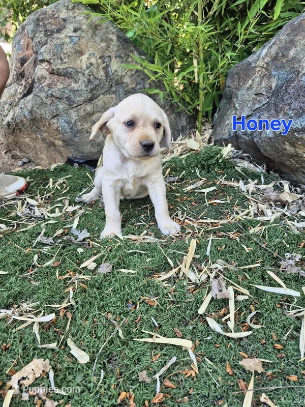 Honey – Labrador Retriever puppy for sale in Oroville, CA