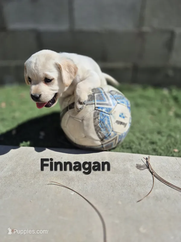 Finnegan – Labrador Retriever puppy for sale in Oroville, CA